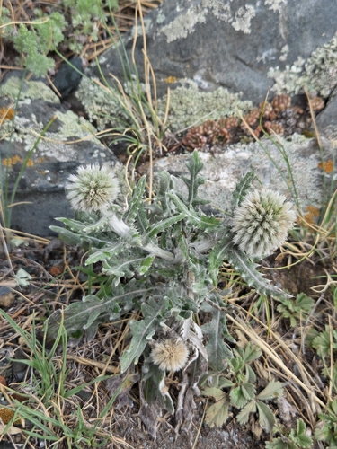 Echinops humilis