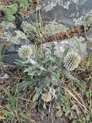 Echinops humilis