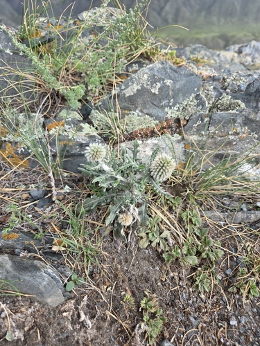 Echinops humilis, photograph 2