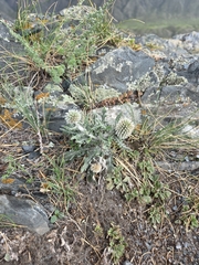 Echinops humilis, photograph (c) Надежда Костюкова, some rights reserved (CC BY)