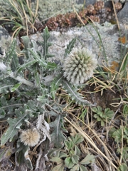 Echinops humilis, photograph (c) Надежда Костюкова, some rights reserved (CC BY)