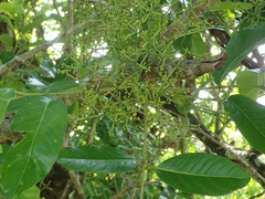 Syzygium nervosum