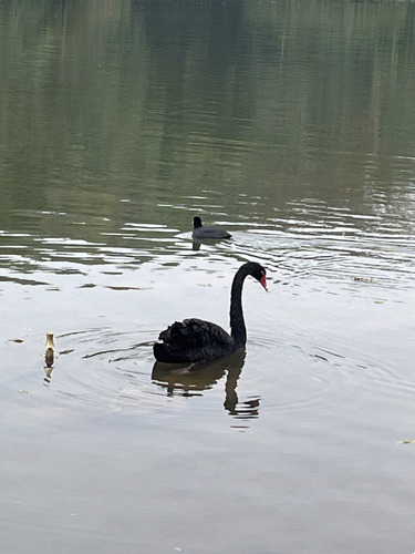 iNaturalist image
