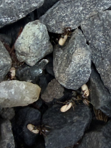 Formicine Ants