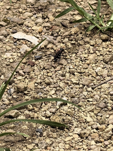 Cosmodela separata