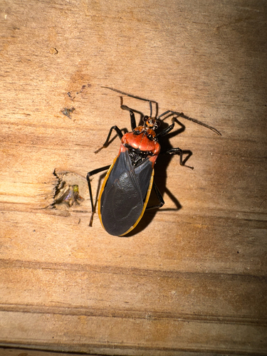Rhiginia cinctiventris