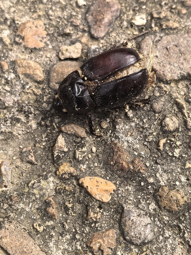Trichogomphus mongol