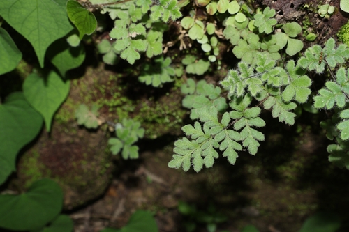 Cheilanthes nudiuscula observed 2026-07-26