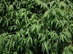 Microstegium ciliatum