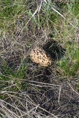 Morchella steppicola