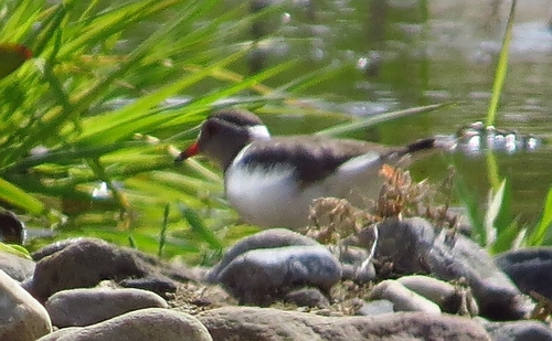 iNaturalist: (c) Marion Maclean, some rights reserved (CC BY-NC), uploaded by Marion Maclean iNaturalist image
