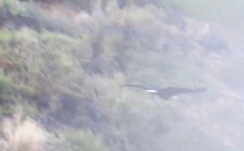 iNaturalist image