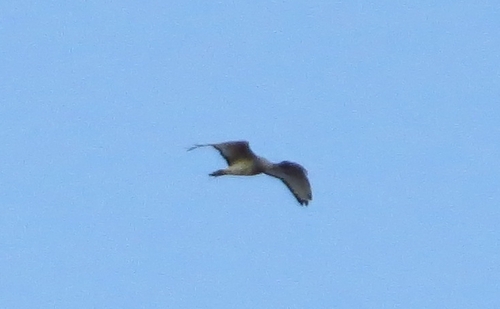 iNaturalist image