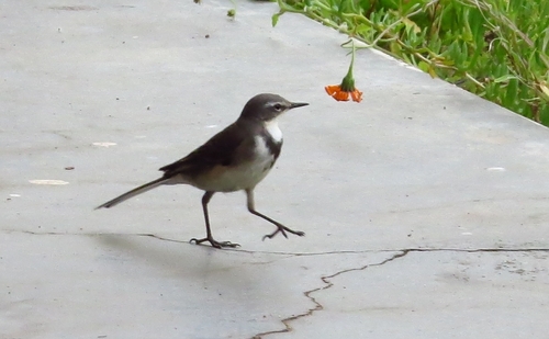 iNaturalist: (c) Marion Maclean, some rights reserved (CC BY-NC), uploaded by Marion Maclean iNaturalist image