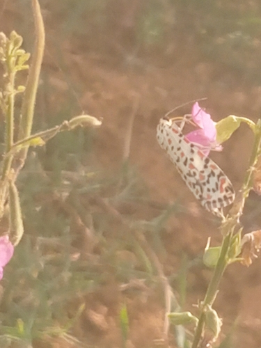 Heliotrope Moth