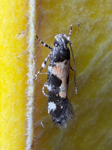 Red-necked Peanutworm Moth photo 5