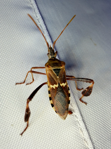 Western Leaf-footed Bug