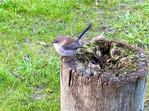 Superb Fairywren