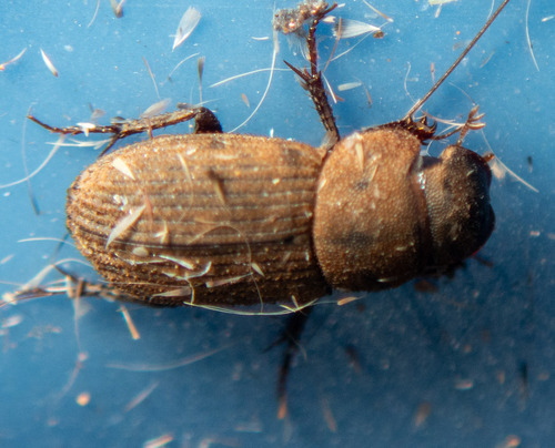 Ataenius imbricatus