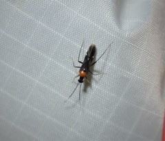 Pseudoxenetus regalis