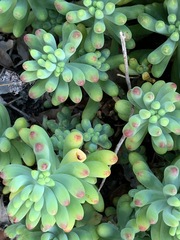 Sedum pachyphyllum