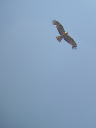 Black Kite