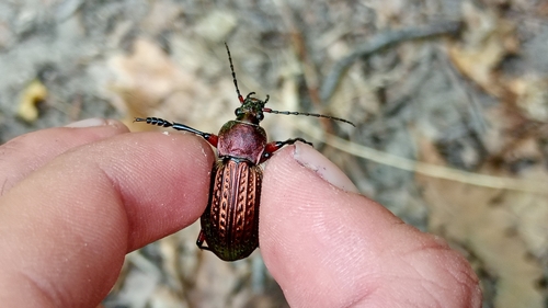 Carabus cancellatus