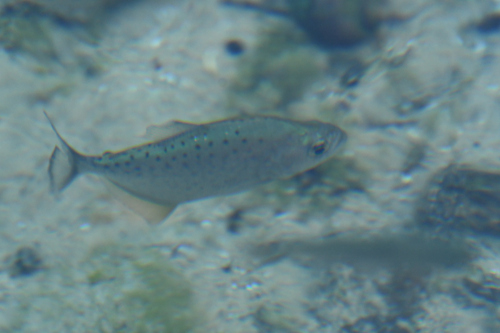 Humpback piranha (Serrasalmus gibbus) — Serrasalmidae