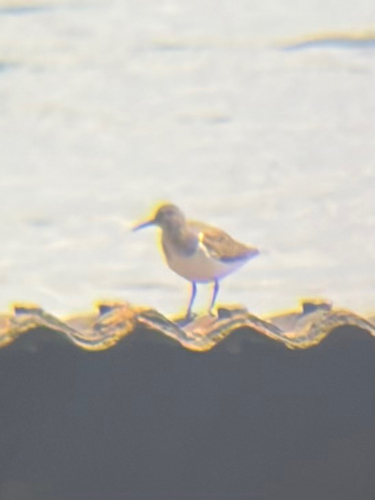 iNaturalist image