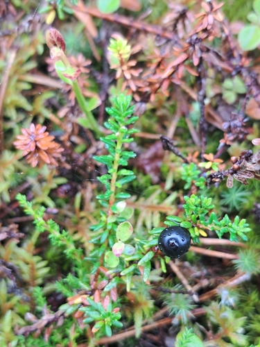 black crowberry