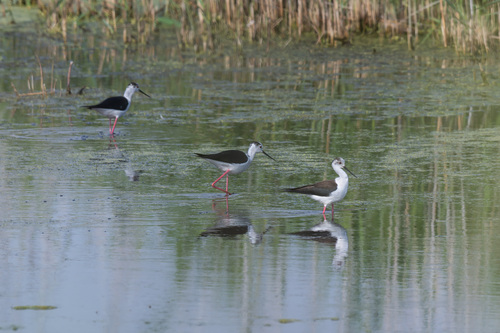 iNaturalist image