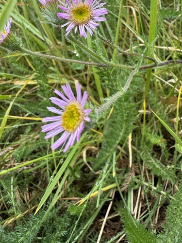 Erigeron alpinus, photograph 6