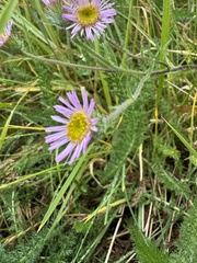 Erigeron alpinus, photograph (c) Adam Mark Lucas-Krol, some rights reserved (CC BY)