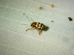 Cryptocephalus guttulatus