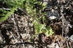 Papaver arenarium