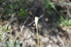 Papaver arenarium