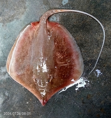 Dwarf Whipray photo 2