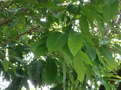 Syzygium nervosum