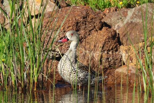 iNaturalist image