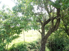 Syzygium nervosum