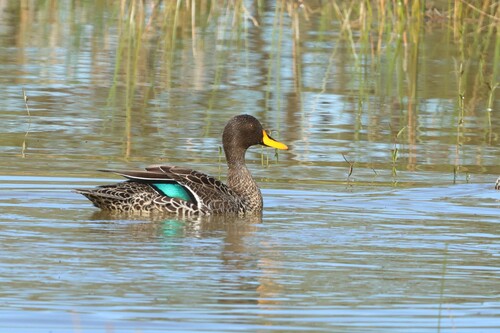 iNaturalist image