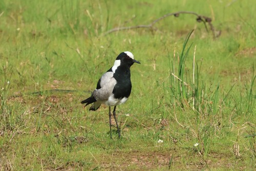 iNaturalist: (c) Gerald Wingate, some rights reserved (CC BY-NC), uploaded by Gerald Wingate iNaturalist image