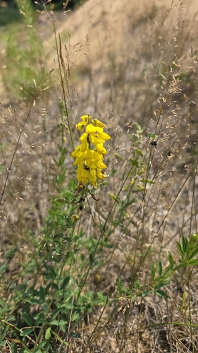 Cytisus nigricans, photograph 3