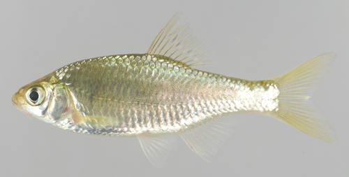 Slender bitterling (Tanakia lanceolata) — Cyprinidae — 2