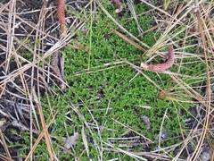 Pyxidanthera brevifolia