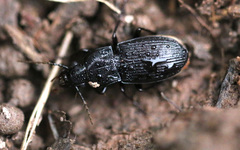 Abax parallelus