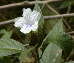 Ruellia tubiflora