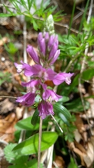 Polygala comosa