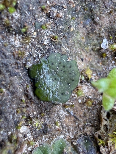 Jellytot Earthscale Lichen