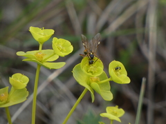 Tenthredopsis stigma